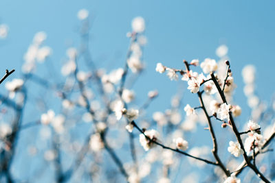 Close-up of apple blossoms in spring