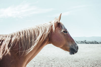 Side view of a horse on land