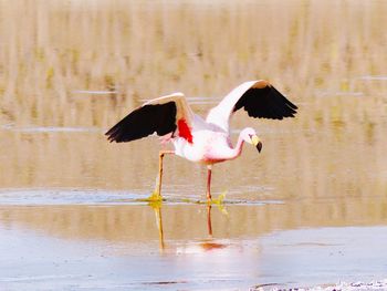 Bird flying over lake