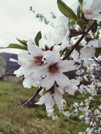 Close-up of white cherry blossoms in spring