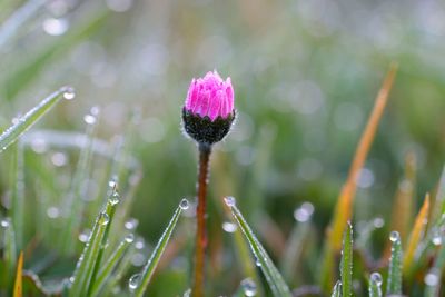 Close-up of wet purple flower in rain