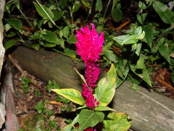 Close-up high angle view of flower