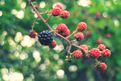 Close-up of berries growing on tree