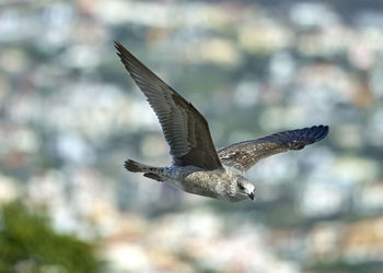 Bird flying against blurred background