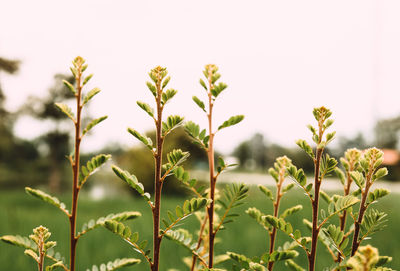 Close-up of fresh green plants against sky