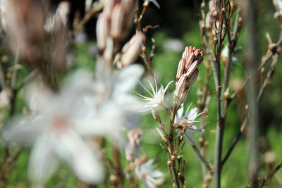 Close-up of white flowering plant