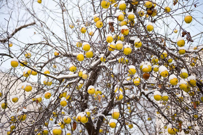 Low angle view of yellow flowers