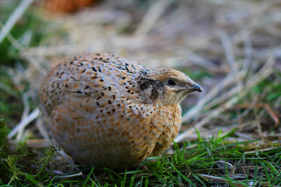 Isabell colored laying quail in species-appropriate handling
