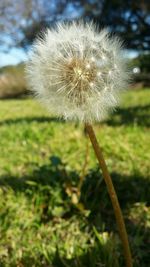 Close-up of dandelion flower