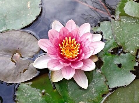 flower, petal, water lily, water, pond, freshness, fragility, flower head, floating on water, leaf, lotus water lily, beauty in nature, high angle view, single flower, growth, pink color, nature, plant, blooming, close-up