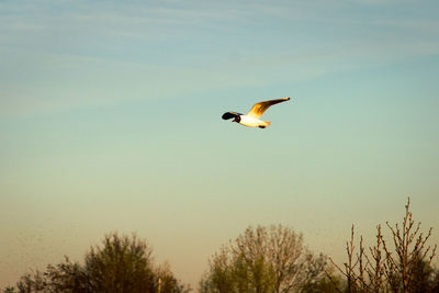 Blackhead gulls flying