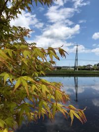 Close-up of leaves by lake against sky