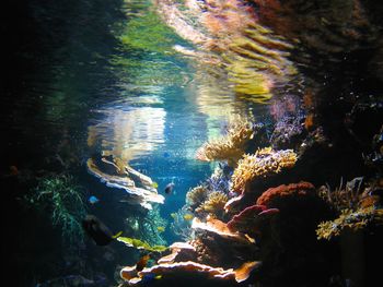 Sea seen through water