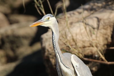 Close-up of a bird