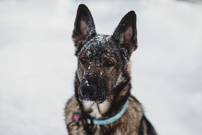 Close-up of a dog looking away