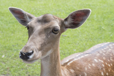 Close-up of horse on field