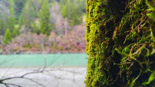 Close-up of fresh green plant