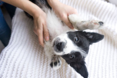 Close-up of man playing with dog at home