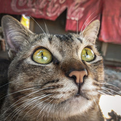 Close-up portrait of a cat