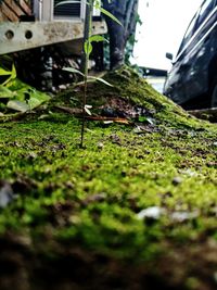 Close-up of moss growing on field