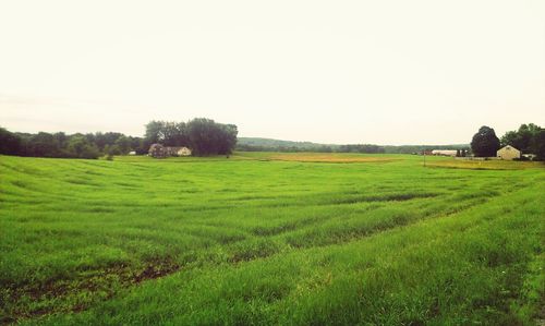 Scenic view of grassy field against sky