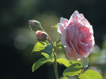 Close-up of pink rose