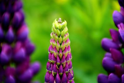 Close-up of purple flower