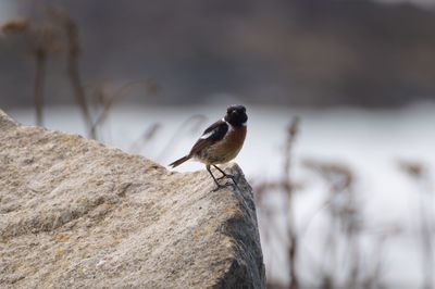 Close-up of bird perching on rock