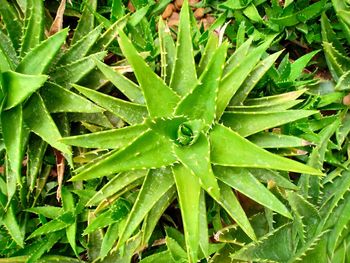 High angle view of wet plant on field