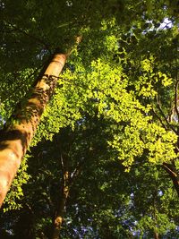 Plants growing on tree