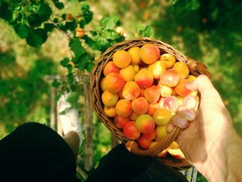 Close-up of hand holding fruit