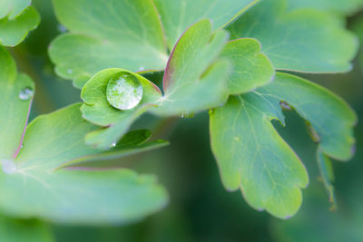 Close-up of water drops on plant