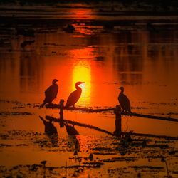 Silhouette birds on lake during sunset