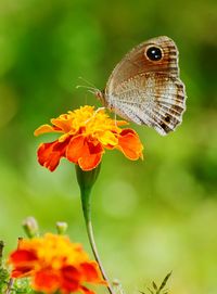 Close-up of butterfly perching on flower