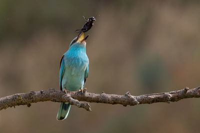 Close-up of european roller eating insect and perched on branch