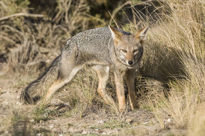 Fox standing on field