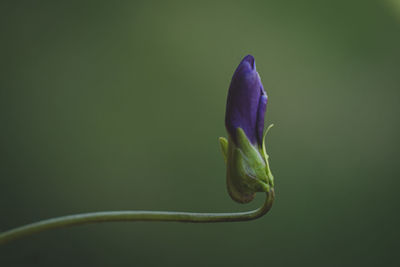 Close-up of purple flower bud