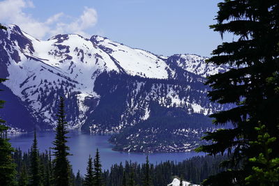 Pine trees on snowcapped mountains against sky