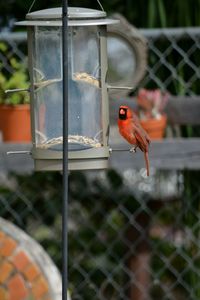 Close-up of bird perching on feeder