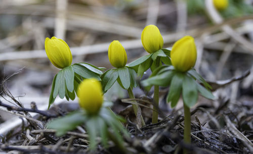 Close-up of yellow flowering plants