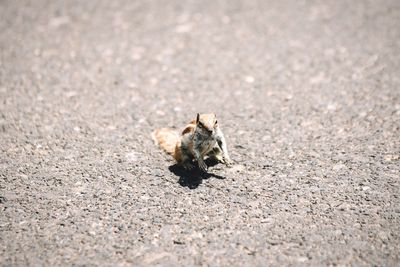 Squirrel on road