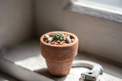 Close-up of potted plant on table