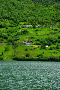 Scenic view of lake by trees on green landscape