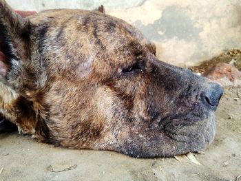 Close-up of a dog resting