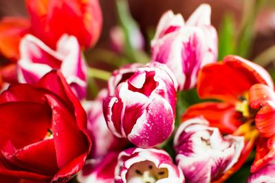 Close-up of pink flowers