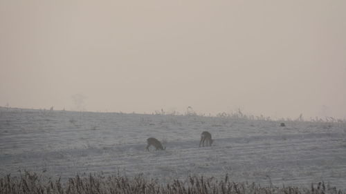 Sheep grazing on field against clear sky