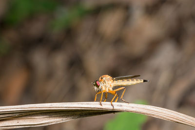 Close-up of insect on leaf