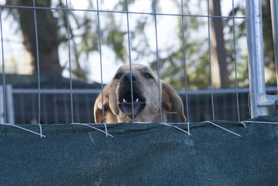 Portrait of dog looking through fence