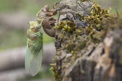 Macro image of a newly emerged cicada-vertical shot