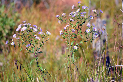 Close-up of flowers blooming outdoors